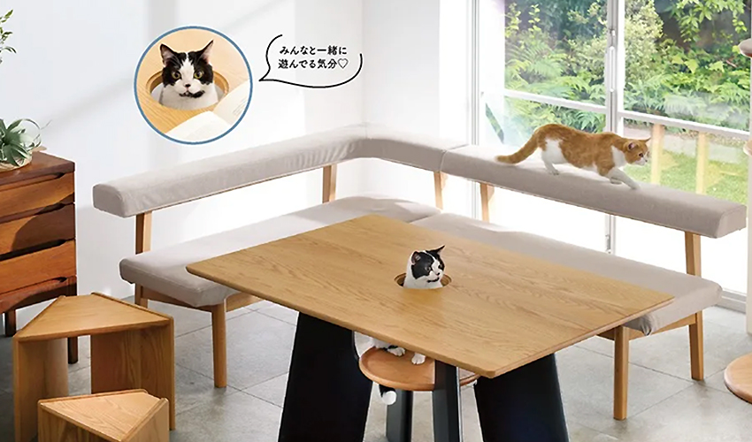 211113_cat_0-1