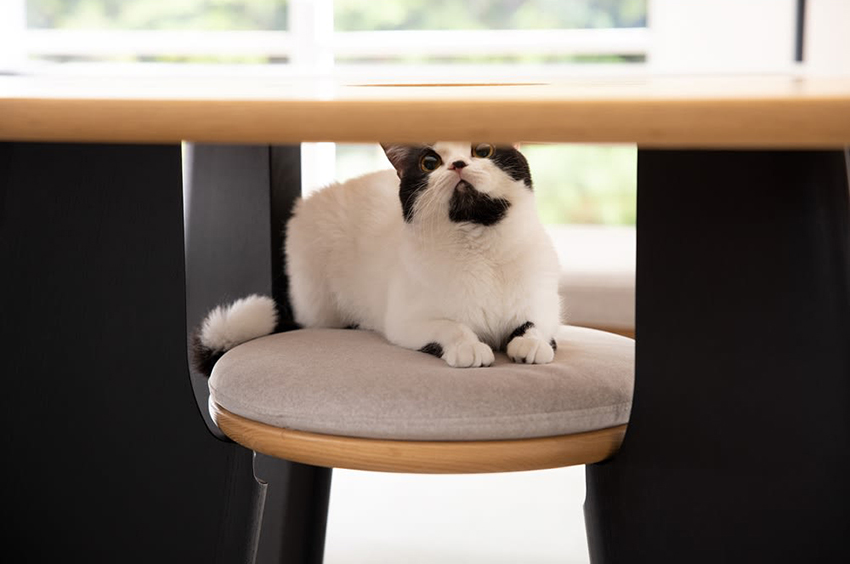 211113_cat_2 211113_cat_2